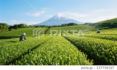 富士山を望む絶景。新緑に輝く茶畑で伝統の茶摘みに励む風景 137739187