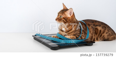 Bengal cat lying on digital scale with measuring tape 137739279