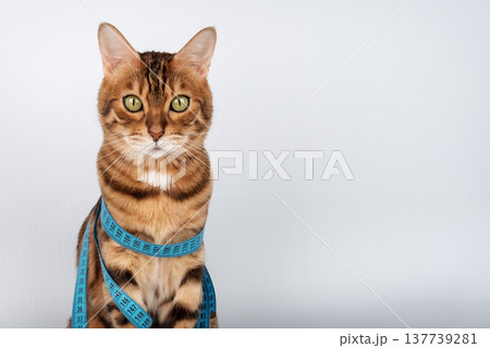 Bengal cat with measuring tape around body Bengal cat with measuring tape around body 137739281