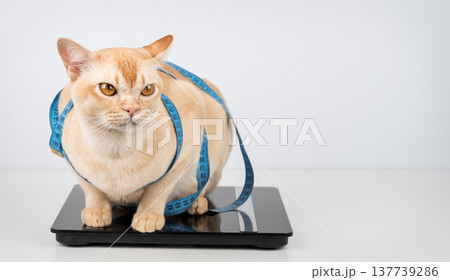 Overweight cat on digital scale with measuring tape Overweight cat on digital scale with measuring tape 137739286