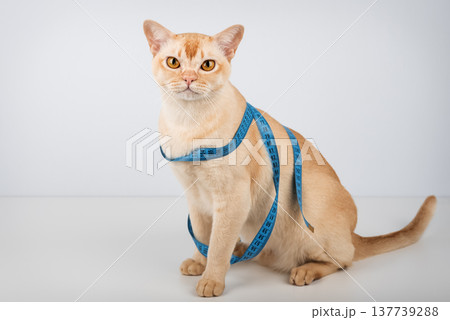 Cat sitting with measuring tape concept of pet diet Cat sitting with measuring tape concept of pet diet 137739288