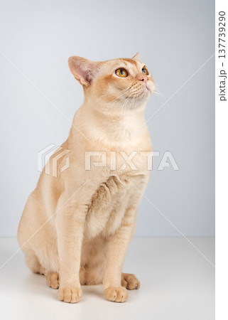 Burmese cat sitting looking up isolated on light background 137739290