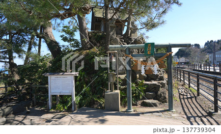 春の雨晴海岸　義経社と氷見線 137739304