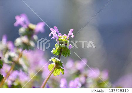 群生するホトケノザ 137739310