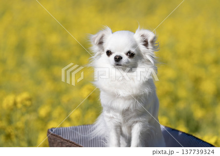 菜の花畑とカゴに入った白いチワワ 137739324