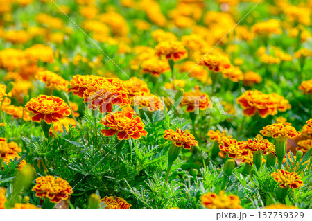 Vibrant Orange and Red Marigold Flowers Blooming in Garden Vibrant Orange and Red Marigold Flowers Blooming in Garden 137739329