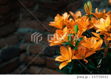 Orange Lily Flowers Blooming Against Dark Brick Background 137739332