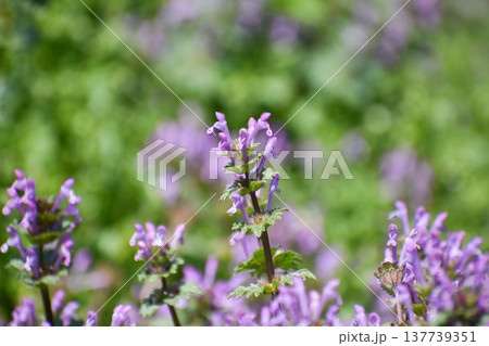 群生するホトケノザ 137739351