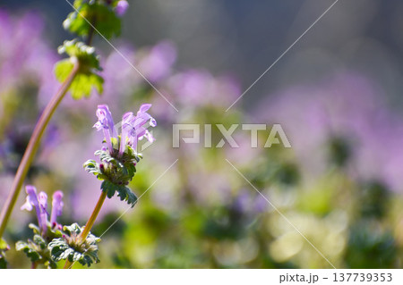 群生するホトケノザ 群生するホトケノザ 137739353