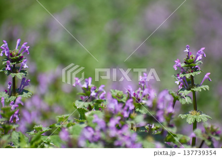 群生するホトケノザ 137739354