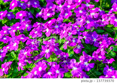 Purple Vinca Flowers Blooming in Garden with Lush Green Leaves Purple Vinca Flowers Blooming in Garden with Lush Green Leaves 137739370