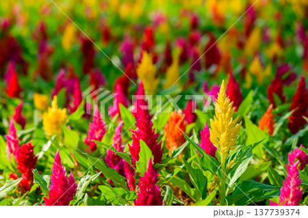 Colorful Celosia Flowers Blooming in a Garden Field Colorful Celosia Flowers Blooming in a Garden Field 137739374