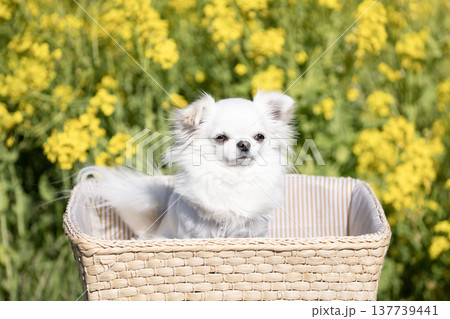 菜の花畑とカゴに入った白いチワワ 137739441