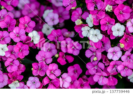 Vibrant Pink and White Dianthus Flowers Blooming in Garden Vibrant Pink and White Dianthus Flowers Blooming in Garden 137739446