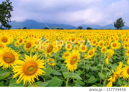 Golden Sunflower Field with Mountain Landscape 137739458