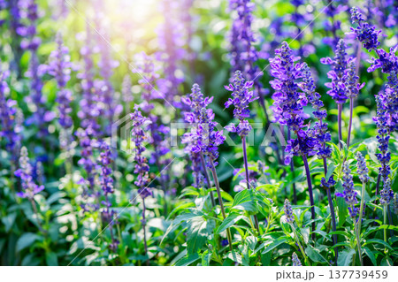 Blooming Lavender Flowers in Garden with Soft Sunlight. Purple Floral Nature Background 137739459