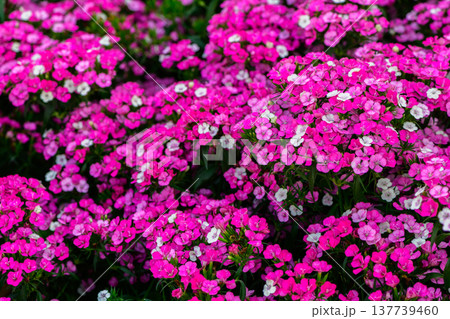 Pink Sweet William Flowers Blooming in Garden Floral Background Pink Sweet William Flowers Blooming in Garden Floral Background 137739460