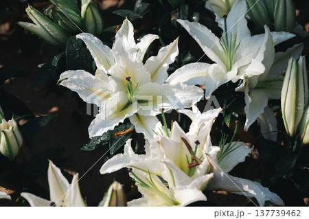 White Lily Flowers Blooming with Water Drops in Natural Garden Light 137739462