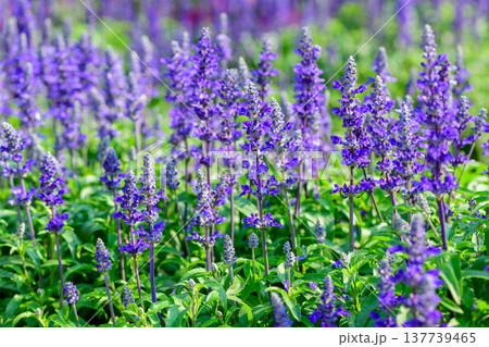 Purple Salvia Flowers Blooming in Garden Field Natural Floral Background Purple Salvia Flowers Blooming in Garden Field Natural Floral Background 137739465