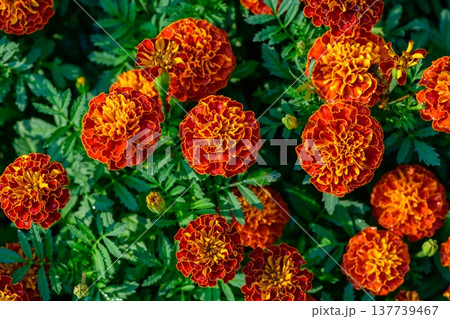 A close view of red and yellow marigold flowers blooming vividly among lush green foliage. A close view of red and yellow marigold flowers blooming vividly among lush green foliage. 137739467