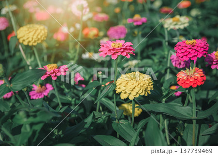 Colorful Zinnia Flowers in Sunny Garden 137739469