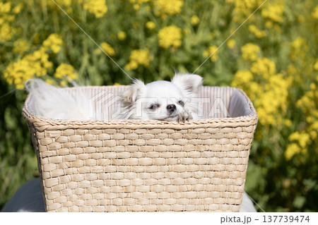 菜の花畑とカゴの角に顔をのせた白いチワワ 137739474