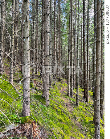 View of tree trunks in an alpine forest on a mountainside 137739637
