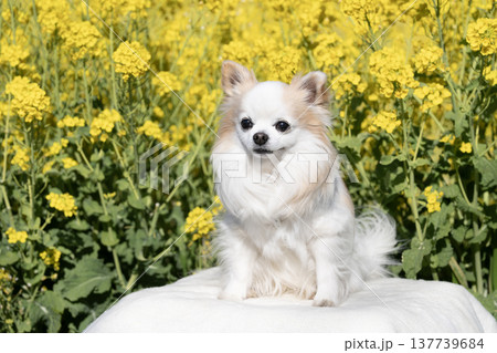 菜の花畑とチワワのサミー 菜の花畑とチワワのサミー 137739684