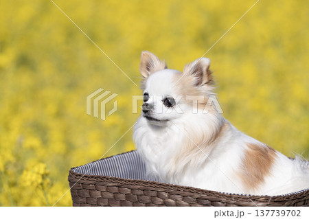 菜の花畑とカゴに入った白いチワワ 137739702