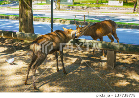 Nara, Japan - Sep 26 2024, A close up view of two deer stretching their noses towards each other on a lawn on the street in Nara Park, Nara, Japan Nara, Japan - Sep 26 2024, A close up view of two deer stretching their noses towards each other on a lawn on the street in Nara Park, Nara, Japan 137739779