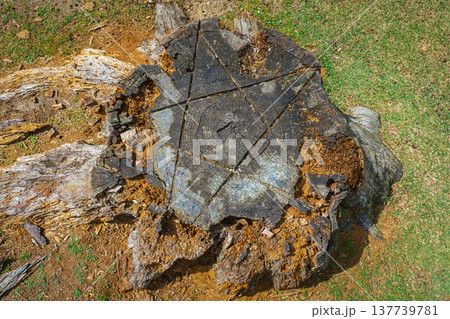 Nara, Japan - Sep 26 2024, close up id on top of a tree stump with a pentagram, a five-pointed star carved on it, in Nara park, without people, at daytime, Nara, Japan Nara, Japan - Sep 26 2024, close up id on top of a tree stump with a pentagram, a five-pointed star carved on it, in Nara park, without people, at daytime, Nara, Japan 137739781