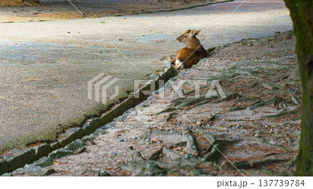 Nara, Japan - Sep 26 2024, Panoramic view of a lone forest deer resting in a drainage gutter running along a cobblestone pedestrian road in Nara Park, at daytime, without people, Nara, Japan Nara, Japan - Sep 26 2024, Panoramic view of a lone forest deer resting in a drainage gutter running along a cobblestone pedestrian road in Nara Park, at daytime, without people, Nara, Japan 137739784