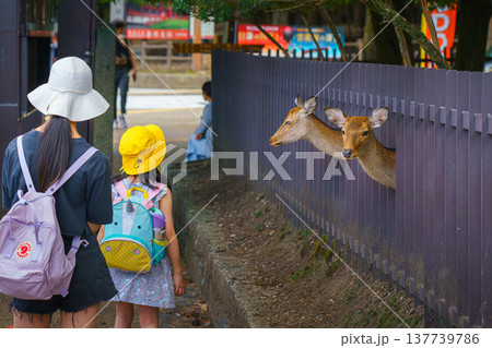 Nara, Japan - Sep 26 2024, A close-up view of a girl in a white hat and a little girl in a yellow hat looking at two deer sticking out from behind a fence, at daytime, Nara, Japan 137739786