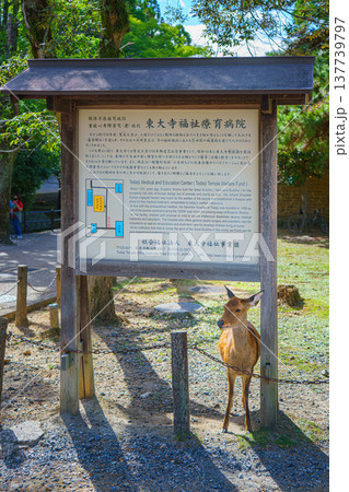 Nara, Japan - Sep 26 2024, vertical view of a deer standing under an information sign with text in Japanese, in Nara Park, at daytime, Nara, Japan Nara, Japan - Sep 26 2024, vertical view of a deer standing under an information sign with text in Japanese, in Nara Park, at daytime, Nara, Japan 137739797