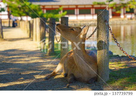 Nara, Japan - Sep 26 2024, A close-up view of a wild forest deer lying under a fence near a pond, the background is blurred, in Nara park, without people, at daytime, Nara, Japan Nara, Japan - Sep 26 2024, A close-up view of a wild forest deer lying under a fence near a pond, the background is blurred, in Nara park, without people, at daytime, Nara, Japan 137739799