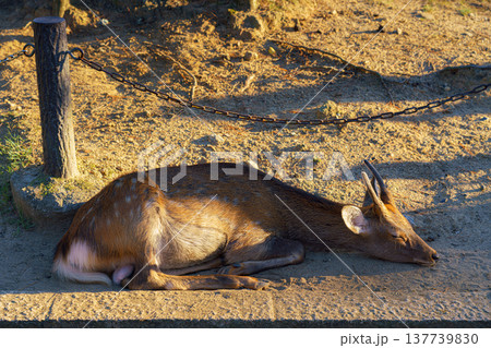 Nara, Japan - Sep 26 2024, A close-up view of a forest deer sleeping on the ground, in Nara Park, without people, in the evening, Nara, Japan Nara, Japan - Sep 26 2024, A close-up view of a forest deer sleeping on the ground, in Nara Park, without people, in the evening, Nara, Japan 137739830