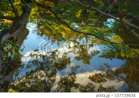 Nara, Japan - Sep 26 2024, panoramic view of the foliage of trees hanging over the water and reflected in it, at daytime with rays of sun, without people, Nara, Japan Nara, Japan - Sep 26 2024, panoramic view of the foliage of trees hanging over the water and reflected in it, at daytime with rays of sun, without people, Nara, Japan 137739838