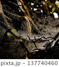 雨 蜘蛛の巣 くものす 137740460