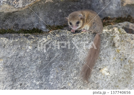 Garden dormouse resting on rock in Kubochna, Slovakia Garden dormouse resting on rock in Kubochna, Slovakia 137740656