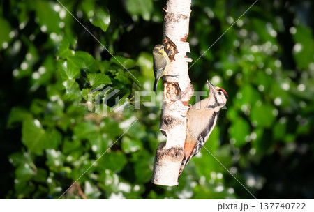 Great spotted woodpecker and Eurasian blue tit chick feeding together on a birch log feeder 137740722