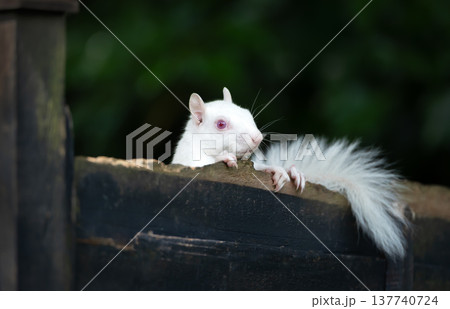 Rare albino Eastern grey squirrel perched on garden fence in UK Rare albino Eastern grey squirrel perched on garden fence in UK 137740724