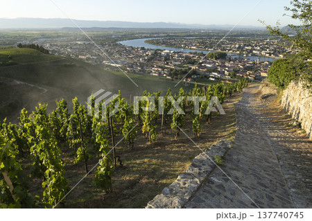 Tain l'Hermitage vineyards overlooking Rhone River valley Tain l'Hermitage vineyards overlooking Rhone River valley 137740745