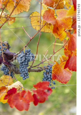Ripe red grapes hanging in autumn Schonberg am Kamp vineyard 137740749