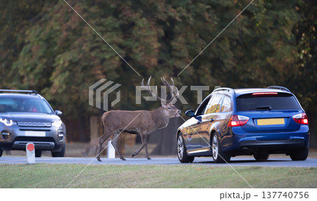Red deer stag crossing road in front of approaching cars in autumn 137740756