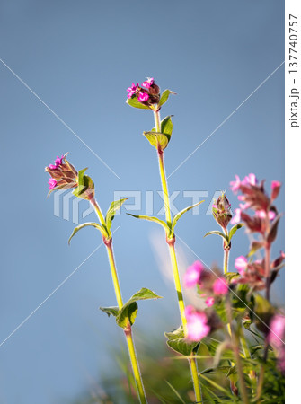 Wild Red Campion flowers against a clear blue sky Wild Red Campion flowers against a clear blue sky 137740757