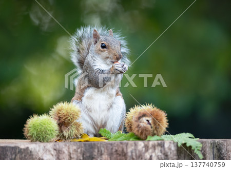 Grey squirrel eating chestnut while sitting on tree stump surrounded by spiky chestnut burrs Grey squirrel eating chestnut while sitting on tree stump surrounded by spiky chestnut burrs 137740759