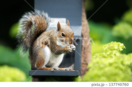 Eastern gray squirrel eating nuts and seeds from squirrel feeder in garden Eastern gray squirrel eating nuts and seeds from squirrel feeder in garden 137740760