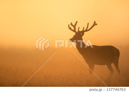 Silhouette of Red deer stag standing in a meadow against golden, misty sunrise in autumn 137740763