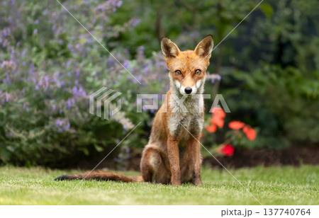 Wild young red fox sitting on green grass in a garden surrounded by vibrant flowers Wild young red fox sitting on green grass in a garden surrounded by vibrant flowers 137740764