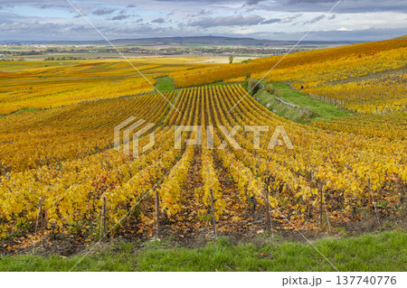 Autumn vineyard landscape Verzenay Champagne region France 137740776
